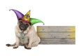 Cute Mardi gras pug puppy dog sitting down with harlequin jester hat, next to wooden board Royalty Free Stock Photo