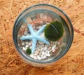 Cute marimo in glass jar. Marimo is a moss alive from Japanese lake