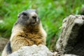 Cute marmot Royalty Free Stock Photo