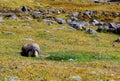 Cute marmot