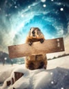 Cute marmot holds a wood board with copy space for the Groundhog day advertising. Funny woodchuck forecaster with a wooden banner