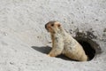 Cute marmot peeking out of a burrow