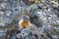 Cute marmot perched atop a rocky outcropping, illuminated by a tree trunk in the background