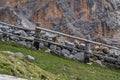 Cute marmot sitting on a wall in the Dolomites, Italy