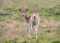 Fallow Deer Doe - Dama dama looking. Royalty Free Stock Photo