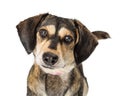 Portrait Cute Medium Size Crossbreed Dog