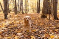 Cute medium-sized golden doodle dog standing unleashed in woods path