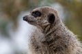 A cute meercat portrait close up