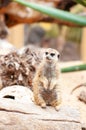 Meercat sitting on the log Royalty Free Stock Photo
