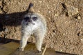 Cute meerkat standing and looking towards the camera close up Royalty Free Stock Photo