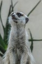 Cute Meerkat also known as Meer Kat or Meercat standing tall in Royalty Free Stock Photo