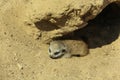 Cute meerkat baby at enclosure in zoo