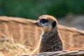 Cute Meerkat in a basket Royalty Free Stock Photo