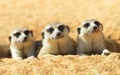 Cute Meerkat Royalty Free Stock Photo
