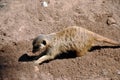 Cute meerkat digging around in the sand in the sunshine Royalty Free Stock Photo