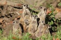 Cute meerkat family gathered together
