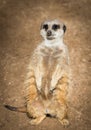 Cute meerkat Royalty Free Stock Photo