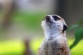 Cute meerkat Royalty Free Stock Photo