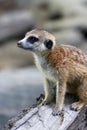Cute meerkat Royalty Free Stock Photo