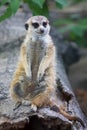 Cute meerkat on guard duty Royalty Free Stock Photo