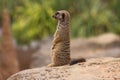 Cute meerkat in iconic pose