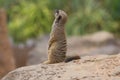 Cute meerkat looking up to the sky Royalty Free Stock Photo