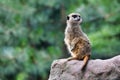 Cute meerkat looks for dangers