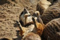 Cute meerkat sunbathing on its back enjoying the summer