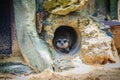 Cute Meerkat is moving out from his hole. The meerkat or suricate (Suricata suricatta) is a small carnivoran belonging to the mon Royalty Free Stock Photo