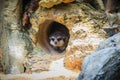 Cute Meerkat is moving out from his hole. The meerkat or suricate (Suricata suricatta) is a small carnivoran belonging to the mon Royalty Free Stock Photo