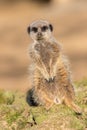 Cute meerkat portrait image. One leg shorter than the other Royalty Free Stock Photo