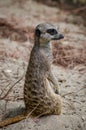 Cute Meerkat profile standing up on the sand and looking away