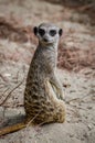 Cute Meerkat profile standing up on the sand and looking at the camera
