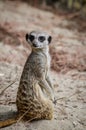 Cute Meerkat profile standing up on the sand and looking at the camera