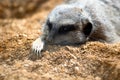 Closeup portrait of a meerkat resting in the sand