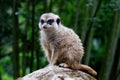 Meerkat on rock