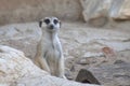 Cute meerkat is sitting on beige rock Royalty Free Stock Photo