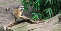 A cute meerkat sitting on a branch also know as a suricate a animal from the african desert Royalty Free Stock Photo