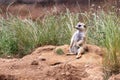 cute meerkat sitting on the ground and looking around Royalty Free Stock Photo