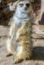 A cute Meerkat sitting on a rock Royalty Free Stock Photo