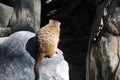 Cute meerkat sitting on a rock looking over its territory Royalty Free Stock Photo