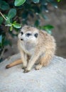 Cute meerkat sitting on a rock Royalty Free Stock Photo