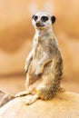 Cute Meerkat Sitting Up on Rock