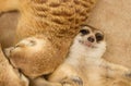 Cute meerkat sleep