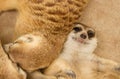 Cute meerkat sleep Royalty Free Stock Photo