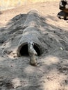 Meerkat standing in front of the hidding hole Royalty Free Stock Photo