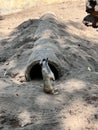 Meerkat standing in front of the hidding hole Royalty Free Stock Photo