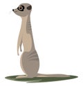 Standing meerkat vector or color illustration