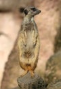 Cute Meerkat Standing  and posing on a piece of Wood Royalty Free Stock Photo