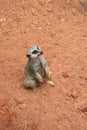 Cute Meerkat standing on the Red Soil and looking around Royalty Free Stock Photo